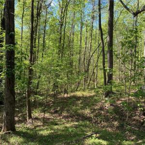 Photo #26 of Tom Mix, Westfield, NC 9.9 acres