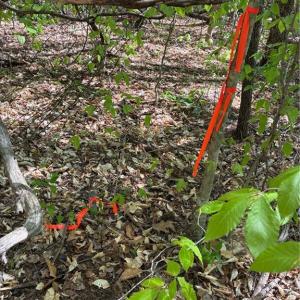 Photo #22 of Tom Mix, Westfield, NC 9.9 acres