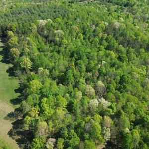 Photo #3 of Tom Mix, Westfield, NC 9.9 acres