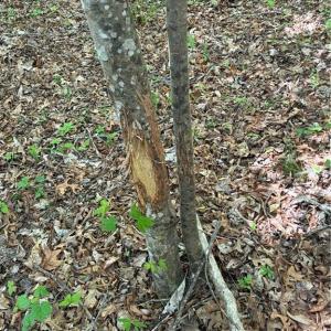 Photo #28 of Tom Mix, Westfield, NC 9.9 acres