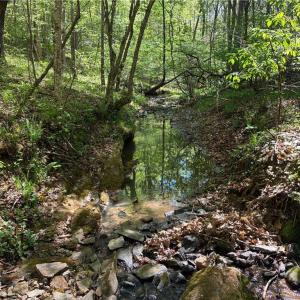 Photo #20 of Tom Mix, Westfield, NC 9.9 acres