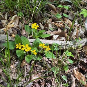 Photo #24 of Tom Mix, Westfield, NC 9.9 acres