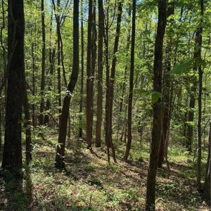 Photo #30 of Tom Mix, Westfield, NC 9.9 acres