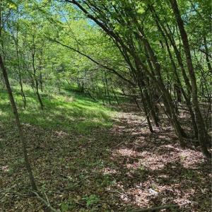 Photo #10 of Tom Mix, Westfield, NC 9.9 acres