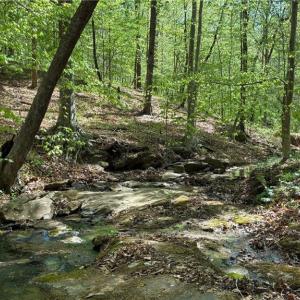 Photo #14 of Tom Mix, Westfield, NC 9.9 acres