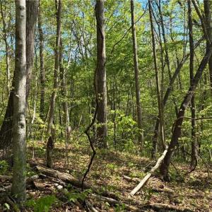 Photo #18 of Tom Mix, Westfield, NC 9.9 acres