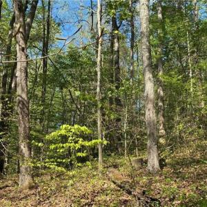 Photo #19 of Tom Mix, Westfield, NC 9.9 acres