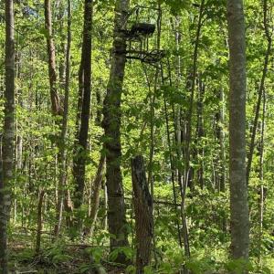 Photo #29 of Tom Mix, Westfield, NC 9.9 acres