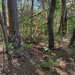 Photo #8 of Tom Mix, Westfield, NC 9.9 acres