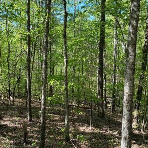 Photo #25 of Tom Mix, Westfield, NC 9.9 acres