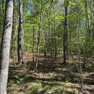 Photo #21 of Tom Mix, Westfield, NC 9.9 acres