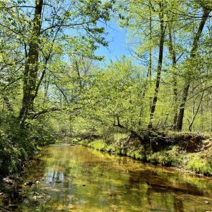 Photo #6 of 3311 NC Highway 66, Westfield, NC 62.3 acres