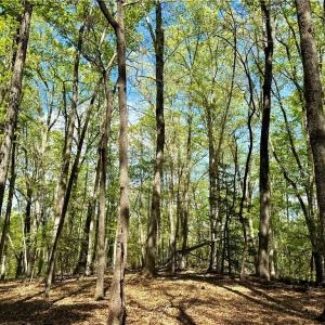 Photo #16 of 3311 NC Highway 66, Westfield, NC 62.3 acres