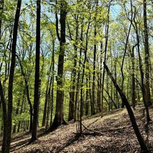 Photo #12 of 3311 NC Highway 66, Westfield, NC 62.3 acres