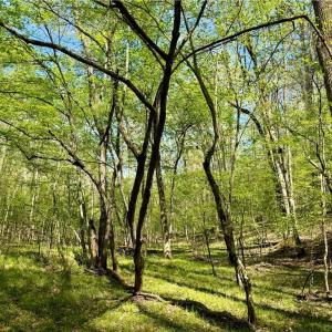 Photo #20 of 3311 NC Highway 66, Westfield, NC 62.3 acres