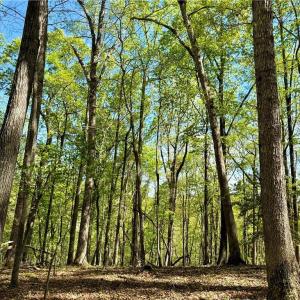 Photo #14 of 3311 NC Highway 66, Westfield, NC 62.3 acres