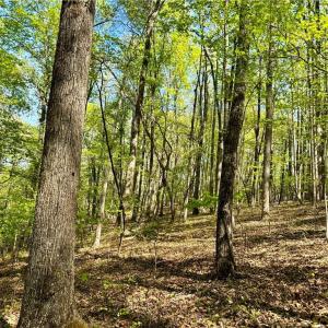 Photo #18 of 3311 NC Highway 66, Westfield, NC 62.3 acres