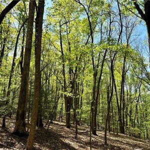 Photo #15 of 3311 NC Highway 66, Westfield, NC 62.3 acres