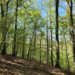 Photo #11 of 3311 NC Highway 66, Westfield, NC 62.3 acres