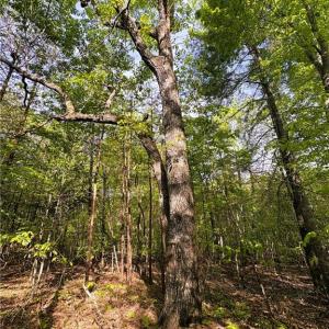 Photo #22 of 521 Matrimony, Eden, NC 30.4 acres