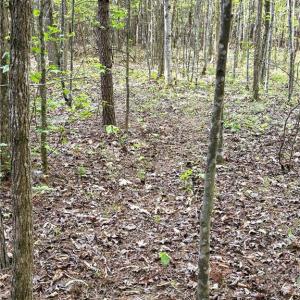 Photo #20 of 521 Matrimony, Eden, NC 30.4 acres