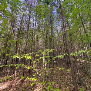 Photo #30 of 521 Matrimony, Eden, NC 30.4 acres