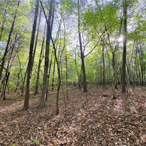 Photo #18 of 521 Matrimony, Eden, NC 30.4 acres