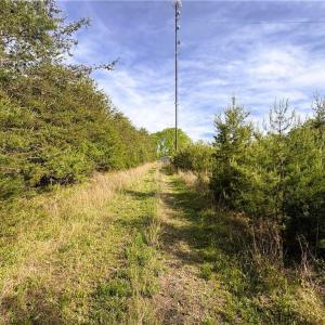 Photo #11 of 521 Matrimony, Eden, NC 30.4 acres