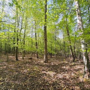 Photo #19 of 521 Matrimony, Eden, NC 30.4 acres