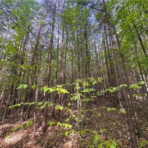 Photo #31 of 521 Matrimony, Eden, NC 30.4 acres