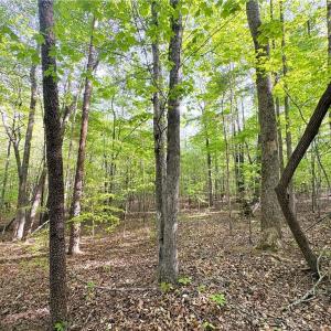 Photo #17 of 521 Matrimony, Eden, NC 30.4 acres