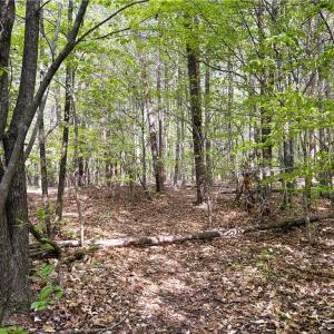 Photo #28 of 521 Matrimony, Eden, NC 30.4 acres