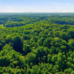 Photo #43 of 309 Tom Caudle, Lexington, NC 8.9 acres