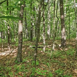 Photo #33 of 309 Tom Caudle, Lexington, NC 8.9 acres