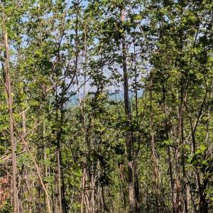 Photo #8 of 808 Neely, Asheboro, NC 53.6 acres