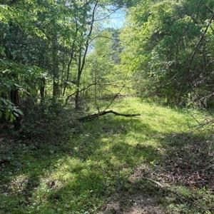 Photo #23 of 4100 High Rock, Gibsonville, NC 19.7 acres