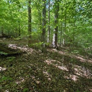 Photo #13 of 4100 High Rock, Gibsonville, NC 19.7 acres