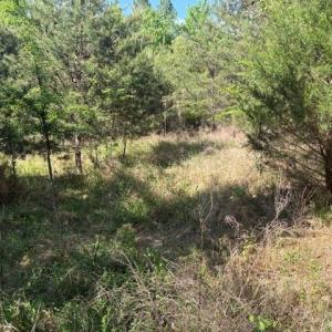 Photo #17 of 4100 High Rock, Gibsonville, NC 19.7 acres