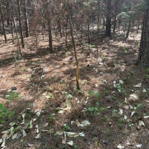 Photo #16 of 4100 High Rock, Gibsonville, NC 19.7 acres