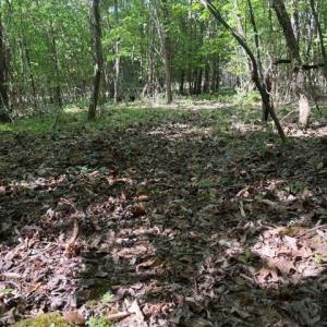 Photo #22 of 4100 High Rock, Gibsonville, NC 19.7 acres