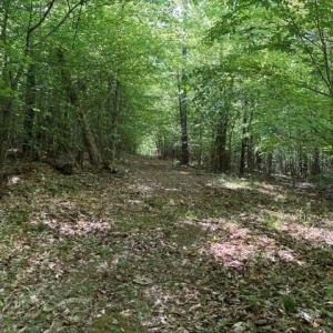 Photo #15 of 4100 High Rock, Gibsonville, NC 19.7 acres