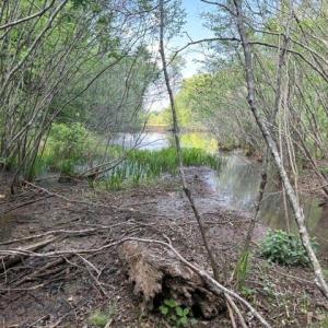 Photo #11 of 4100 High Rock, Gibsonville, NC 19.7 acres