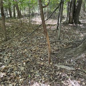 Photo #16 of Price Grange, Stoneville, NC 5.0 acres