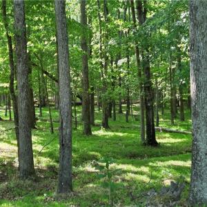 Photo #26 of 5936 Burlington, McLeansville, NC 36.1 acres