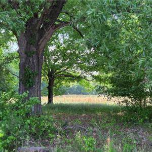 Photo #5 of 5936 Burlington, McLeansville, NC 36.1 acres