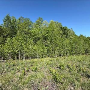 Maple trees beside homesite