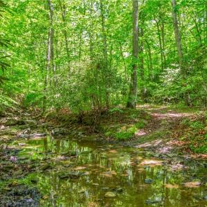 Photo #7 of 1392 Mission, Danbury, NC 18.3 acres