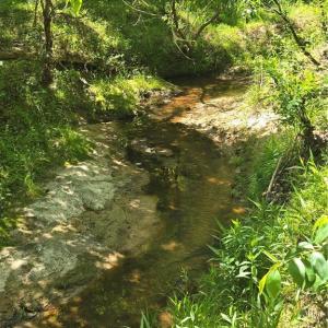 Photo #20 of 5022 Mt Hermon Rock Creek, Snow Camp, NC 19.7 acres