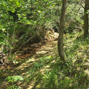 Photo #18 of 5022 Mt Hermon Rock Creek, Snow Camp, NC 19.7 acres