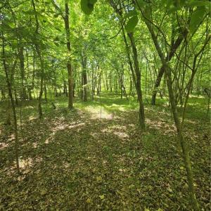 Photo #8 of 5022 Mt Hermon Rock Creek, Snow Camp, NC 19.7 acres